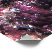 イエローテイルコリス ポスター (角)