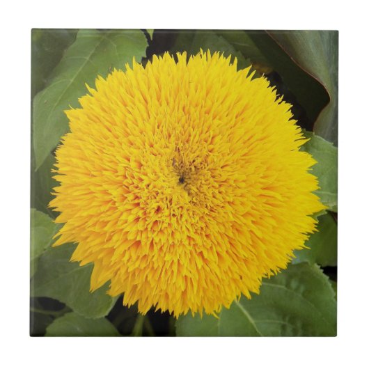 イエローテディベアサンフラワーフローラ タイル (正面)