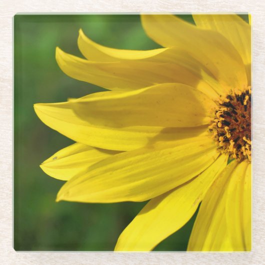 イエローデイジーヘレニウム ガラスコースター (正面)