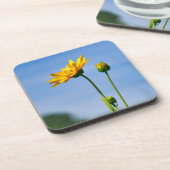 イエローデイジーヘレニウム コースター (左側)