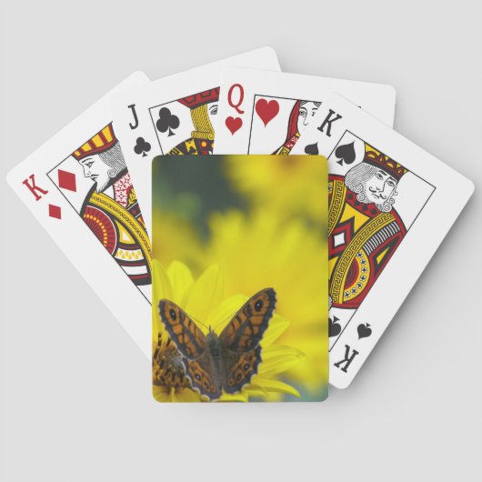 イエローデイジーヘレニウム トランプ (裏面)