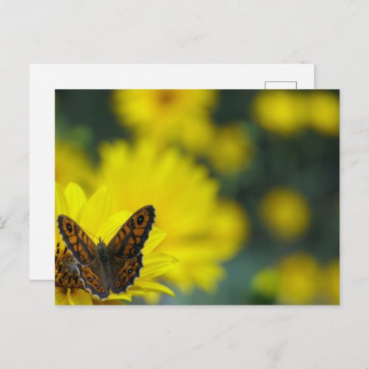 イエローデイジーヘレニウム ポストカード (正面/裏面)