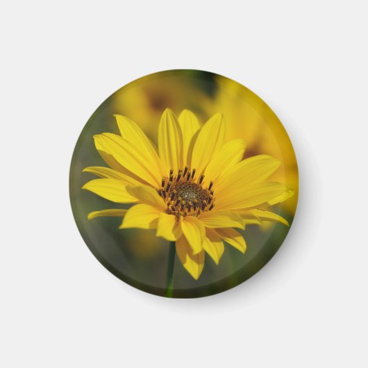 イエローデイジーヘレニウム マグネット (正面)