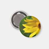 イエローデイジーヘレニウム マグネット (正面/裏面)