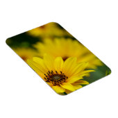 イエローデイジーヘレニウム マグネット (右側)