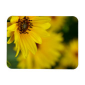 イエローデイジーヘレニウム マグネット (横)