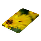 イエローデイジーヘレニウム マグネット (左側)