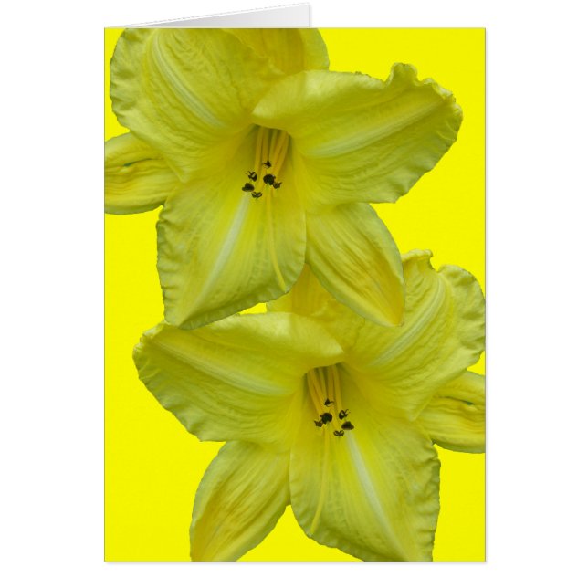 イエローデイリージョングアイテム (正面)