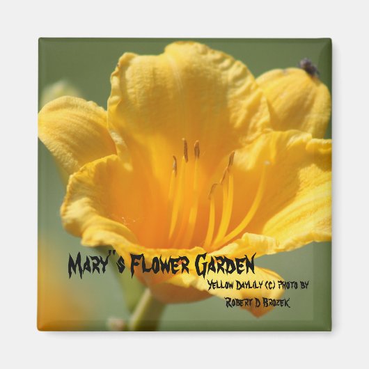 イエローデイリーマグネット マグネット (正面)