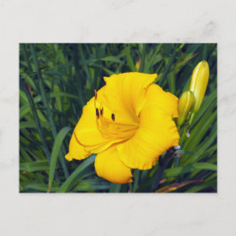 イエローデイリー13空白の葉書 ポストカード