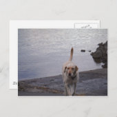 イエロードッグオン波止場イエローラブラドールレトリバー ポストカード (正面/裏面)
