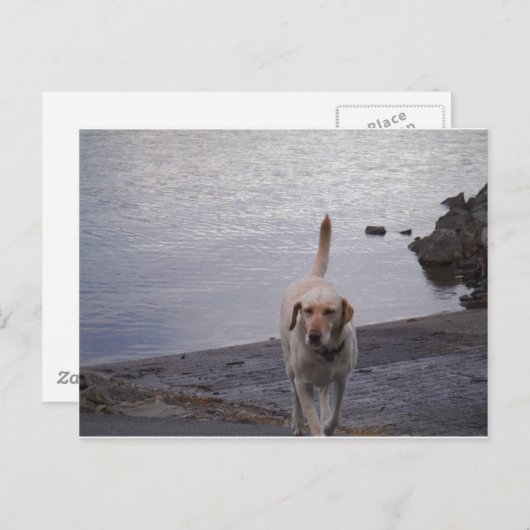 イエロードッグオン波止場イエローラブラドールレトリバー ポストカード (正面/裏面)