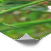 イエロードラゴンフライのポスター ポスター (角)