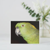 イエローナプアマゾン ポストカード (スタンド正面)