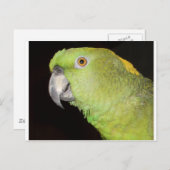 イエローナプアマゾン ポストカード (正面/裏面)