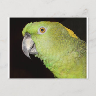 イエローナプアマゾン ポストカード