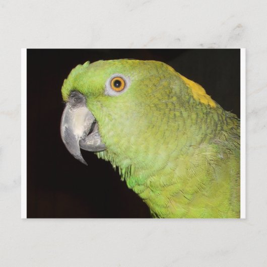 イエローナプアマゾン ポストカード (正面)