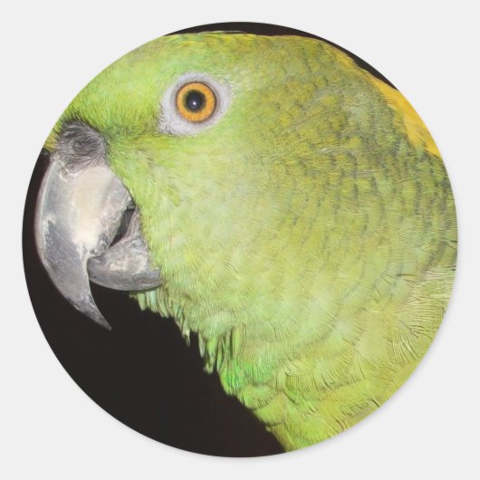 イエローナプアマゾン ラウンドシール (正面)