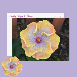 イエローハイビスカスの花の写真植物画 ポストカード