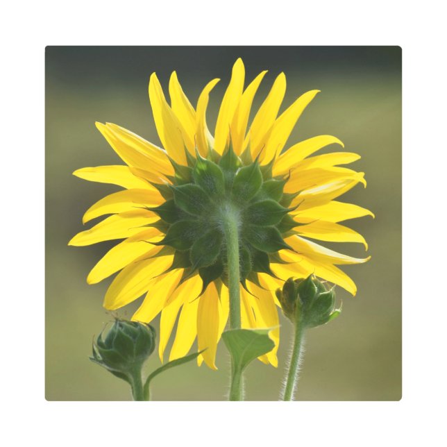 イエローハローメタルプリント メタルプリント (正面)