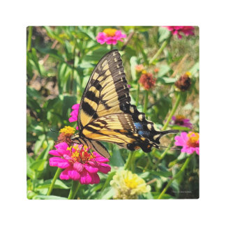 イエローバタフライインザ《植物》百日草ガーデン メタルプリント