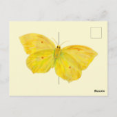 イエローバタフライコモン飛んでいるブリムストーン ポストカード (裏面)