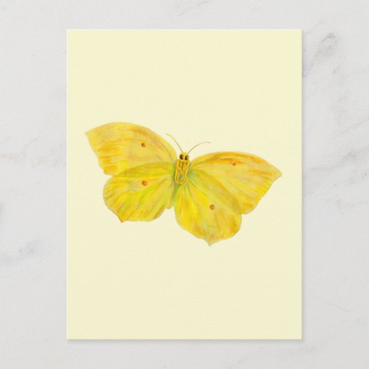 イエローバタフライコモン飛んでいるブリムストーン ポストカード (正面)