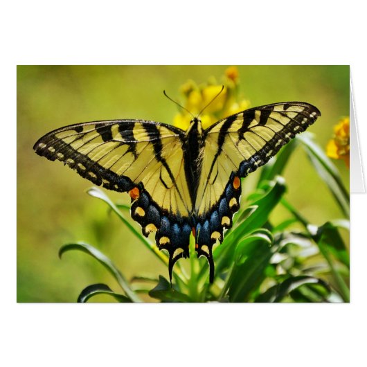 イエローバタフライ聖なる書物、 経典カード番号6:25 (正面横)