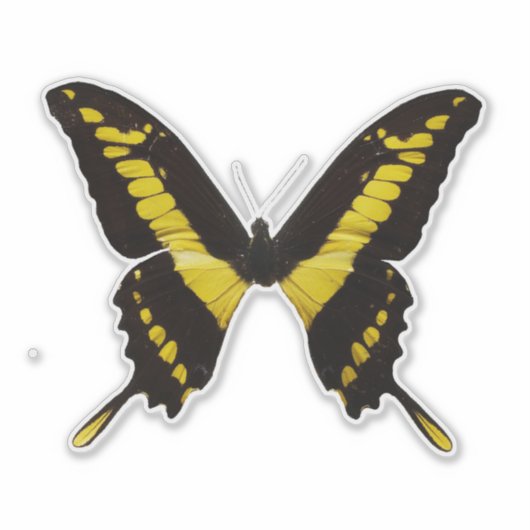 イエローバタフライ シール (正面)