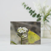 イエローバタフライ ポストカード (スタンド正面)