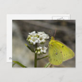イエローバタフライ ポストカード (正面/裏面)