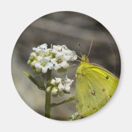 イエローバタフライ マグネット