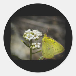 イエローバタフライ ラウンドシール