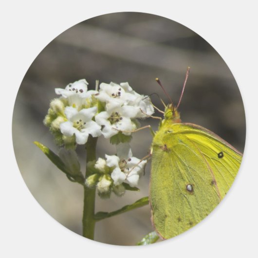 イエローバタフライ ラウンドシール (正面)