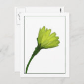 イエローバターカップ植物写真スケッチ葉書 ポストカード (正面/裏面)