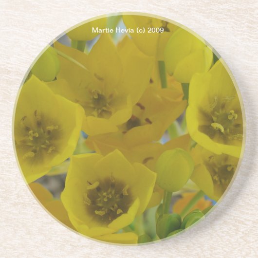 イエローバルブ開花 – コースター (正面)