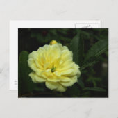 イエローバンクシアバラはがき ポストカード (正面/裏面)