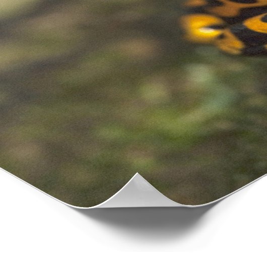 イエローバンドのポイズンダーツカエルの樹状突起 ポスター (角)