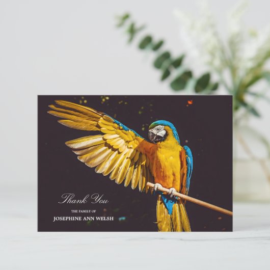 イエローバードワイルドライフかわいらしマコー サンキューカード (スタンド正面)