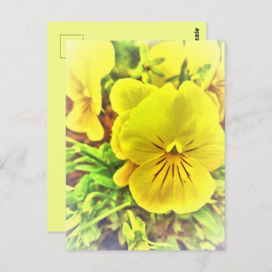 イエローパンジーかわいらしパンジー花サニーガーデン ポストカード (正面/裏面)
