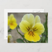 イエローパンジーはがき ポストカード (正面/裏面)