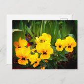 イエローパンジー#1はがき ポストカード (正面/裏面)