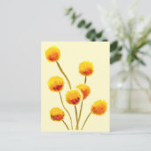 イエロービリーボタン先住民オーストラリア花 ポストカード (スタンド正面)