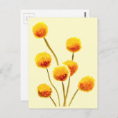 イエロービリーボタン先住民オーストラリア花 ポストカード (正面/裏面)