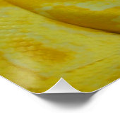 イエロービルマのパイソン ポスター (コーナー)