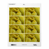 イエロービルマのパイソン ラベル (フルシート)