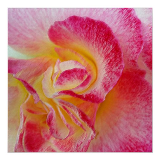 イエローピンク花びら ポスター (正面)