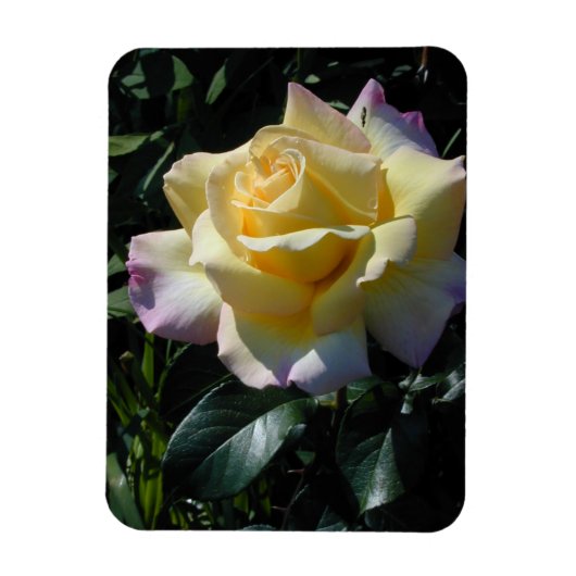 イエローピースバラガーデン美しい マグネット (縦)