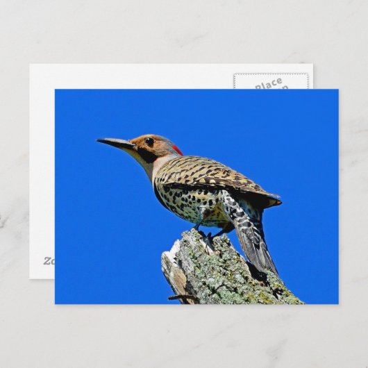 イエローファーマー ポストカード (正面/裏面)