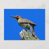 イエローファーマー ポストカード (正面)